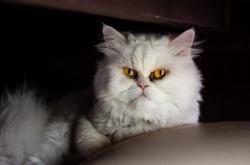 开云体育登录-法比尼奥的锁链舞步，为何他是勒沃库森绞杀阿森纳的战术密钥？