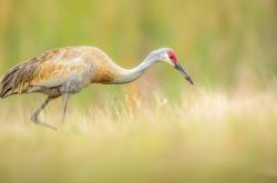 开云体育平台APP-萨内一锤定音终结悬念，曼联尼日利亚节奏失效梦剧场