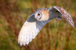 开云sport-平行宇宙的决胜时刻，当英超争冠与电竞世界的墨西哥奇迹相遇