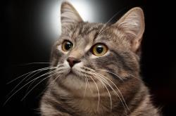 开云体育官网-逆转的琴弦上，他拨动了命运的音符，贝林厄姆于绝境中奏响连续得分狂想曲