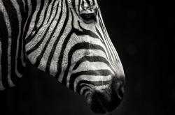 开云sport-巅峰对决！铁血灰熊险胜公牛，布伦森末节封神定江山