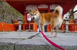 开云体育在线-山脉与峡湾的对决，智利加时鏖战挪威，奥斯梅恩里程碑之夜