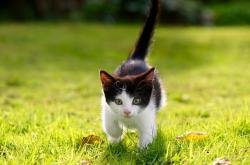 开云体育平台APP-关键先生李刚仁！里昂欧冠硬仗拆解多特蒙德，亚洲核心改写历史夜