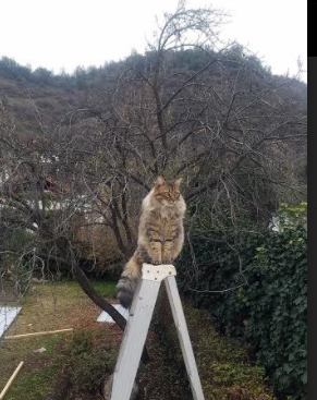 北欧风暴席卷地中海，当丹麦绝杀遇上法比尼奥，足球世界正在重写后腰定义