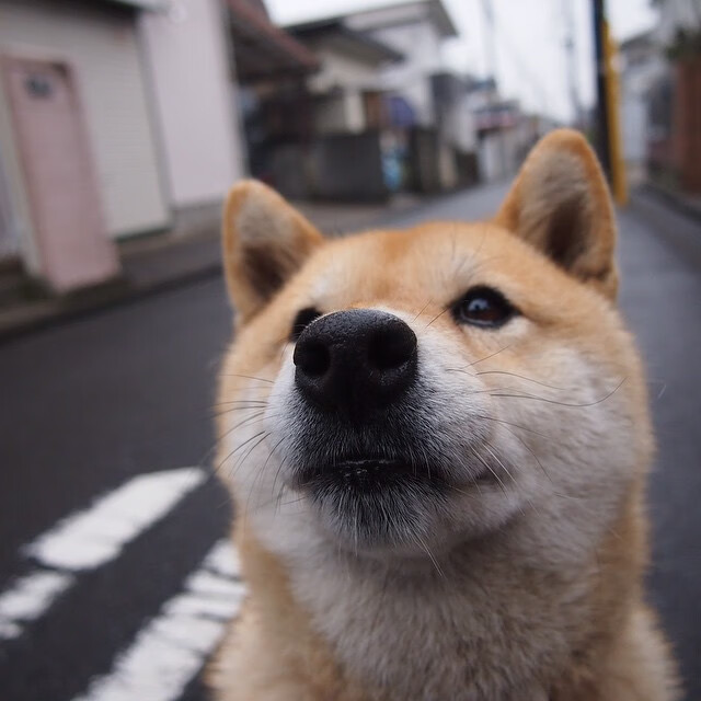 辛纳温网绝杀点燃戴维斯杯,意大利新王状态火热的双重意义