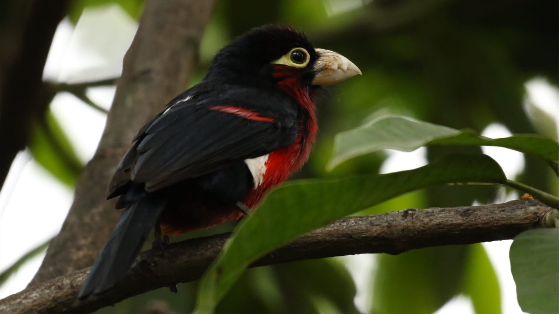 马赛的钢铁之心，当阿圭罗一肩扛起整个韦洛德罗姆球场