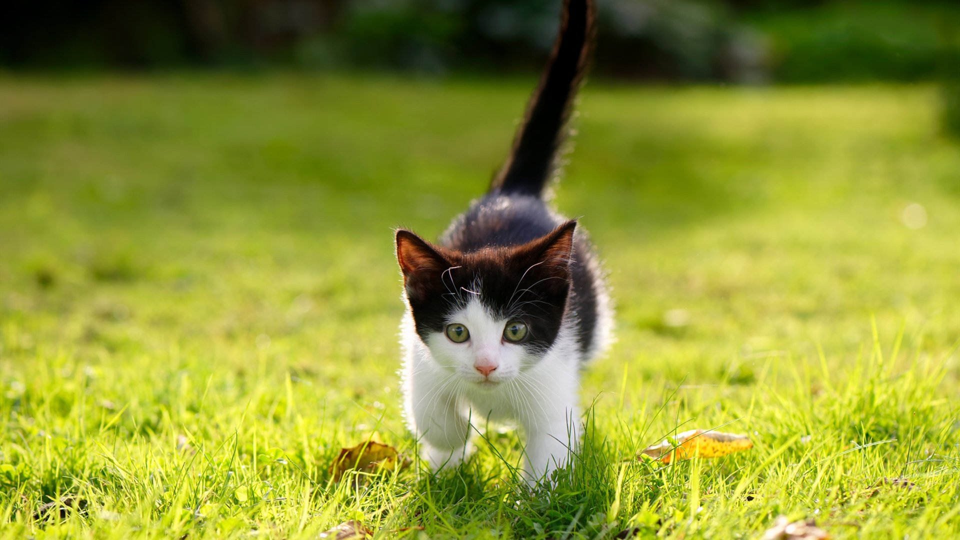 唯一性的双重奏,莱万的胜负手与阿尔及利亚粉碎挪威的足球辩证法