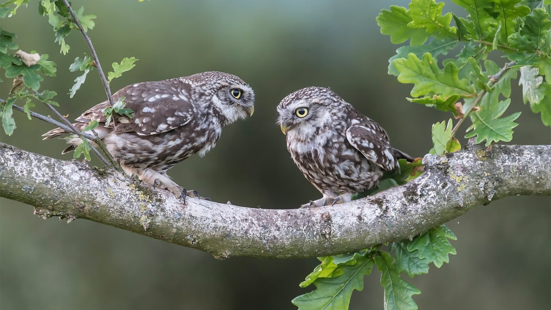 跨越太平洋的篮球对话，热火体系下，福克斯在奥运前哨战接管比赛启示录