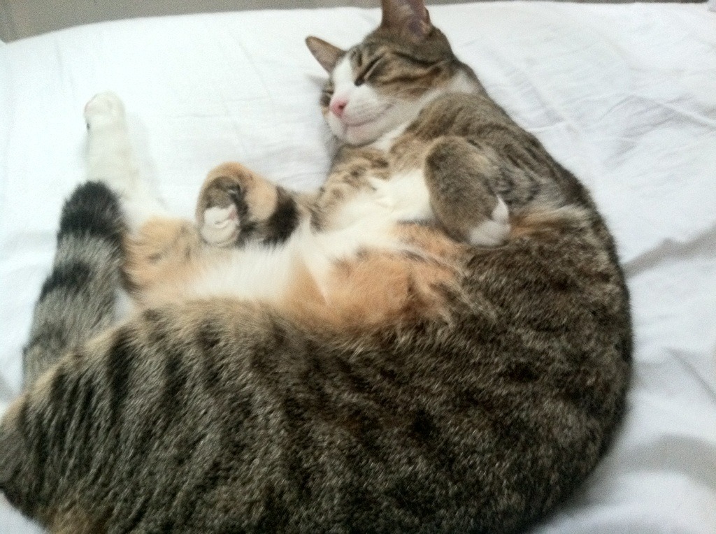 窒息时刻！五公分的永生，猛龙最后一投背后的生死抉择