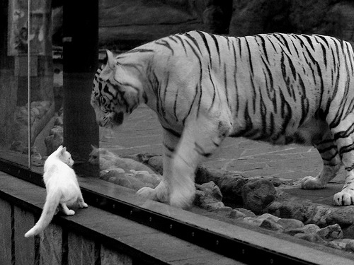 暗夜银箭,巴林夜幕下,加维的指尖如何拨动F1新赛季的第一根琴弦