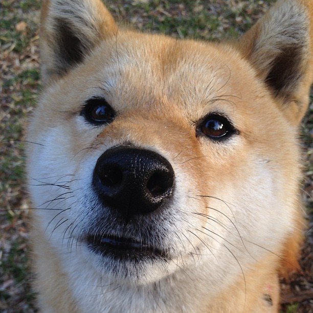 绿茵双重奏，铁血意志与冷静艺术的胜利交响