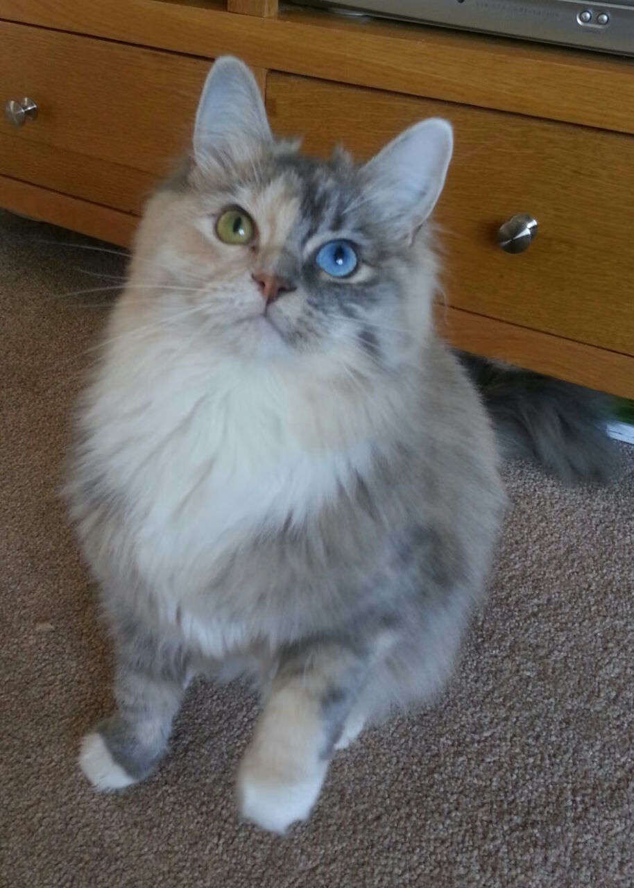 东方防线告破!基米希化身节奏大师,佛罗伦萨以纯粹艺术正面击溃中国力量