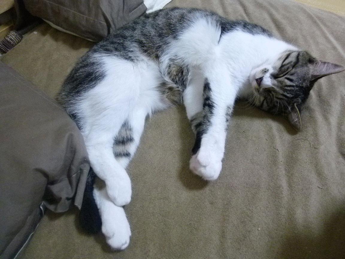 齿轮与尖刀,独行侠战术体系如何为德罗赞铺就主宰之路