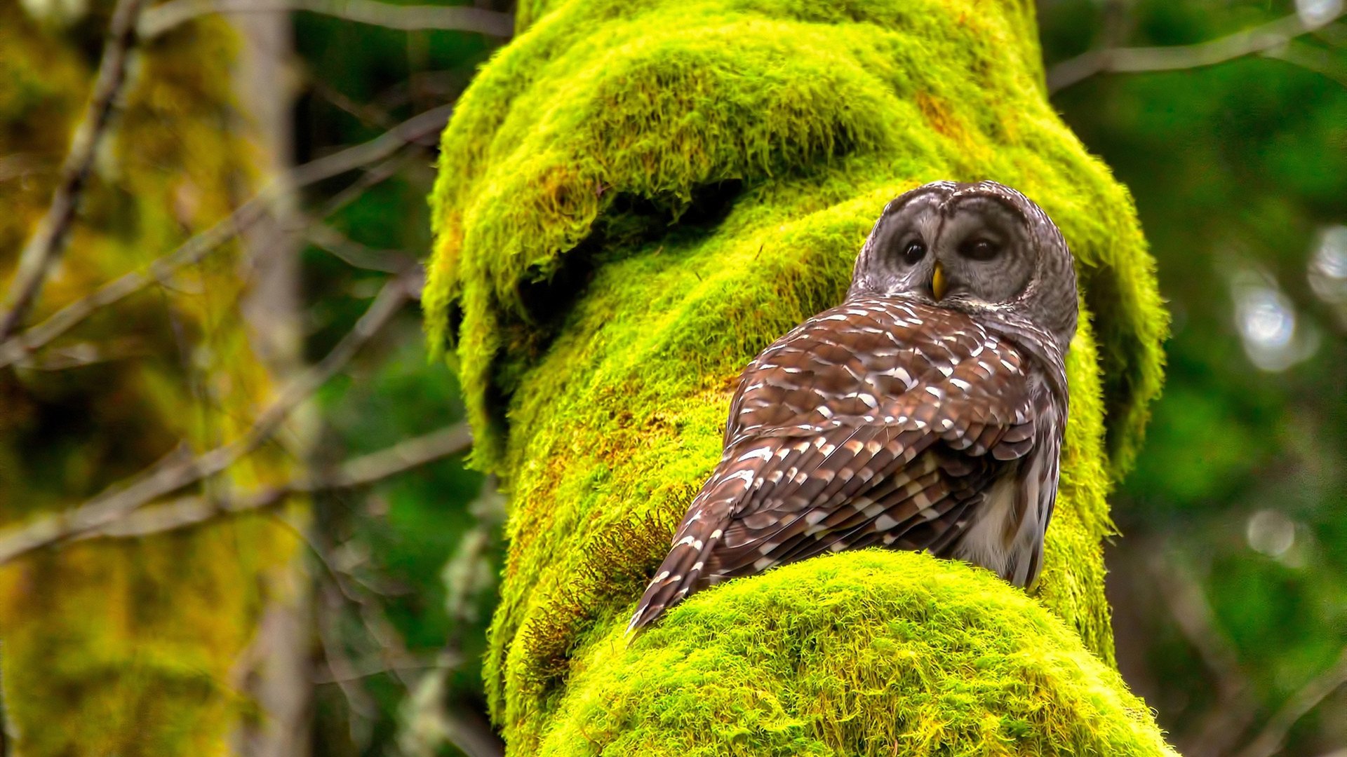 银河中,一颗新星诞生了,当上海队灯光照亮雄鹿的夜,米切尔的冠军时刻绽放
