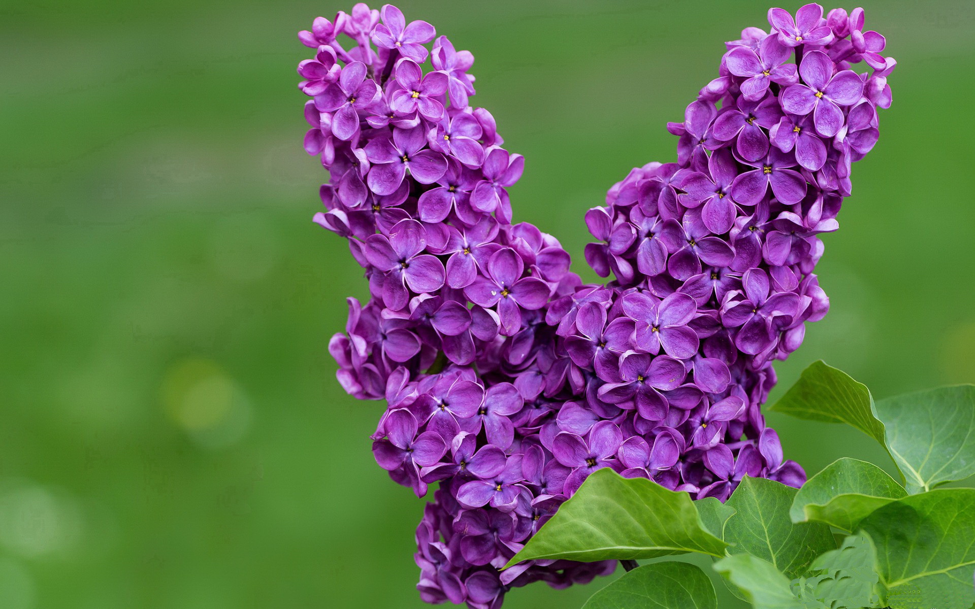 速度与激情,当F1弯道与篮球赛场交相辉映