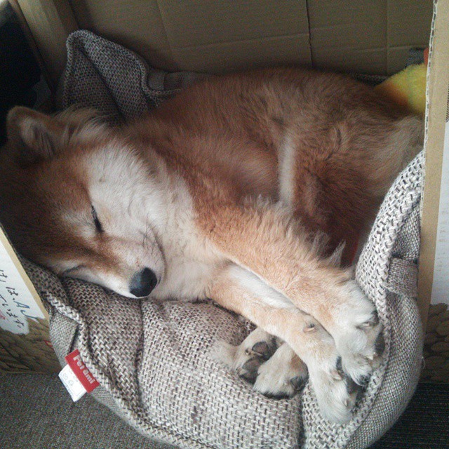 巴斯托尼一锤定音，荷兰惊天逆转喀麦隆