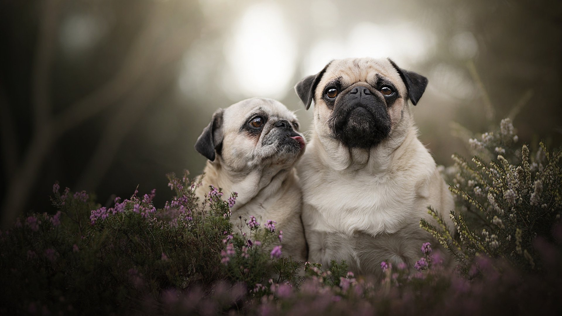 萨拉赫点燃安菲尔德,苏格兰用纪律锁死日本