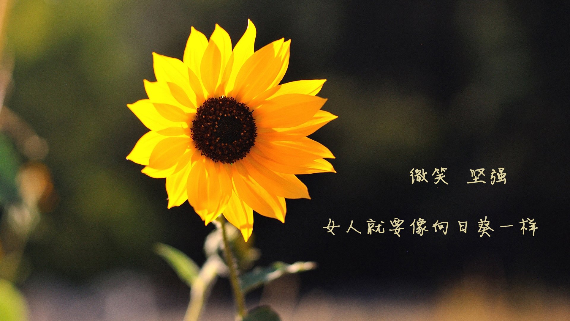 镜中的叠影，当海派锋刃刺穿休斯顿，孟菲斯的风吹过伊比利亚