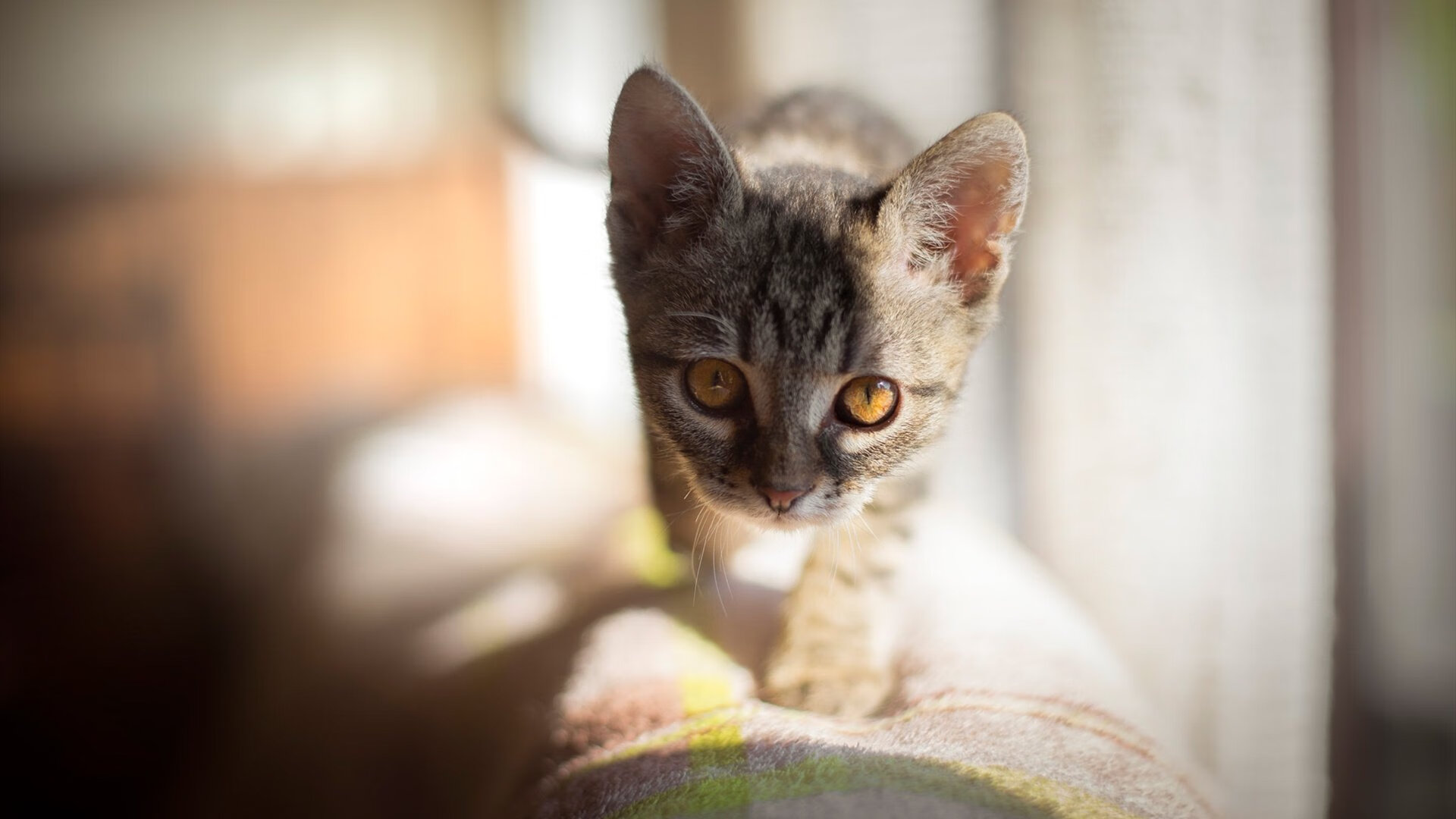 同一夜的呼吸声,厄德高冷雨夜称王,尼斯玫瑰海岸压哨绝唱