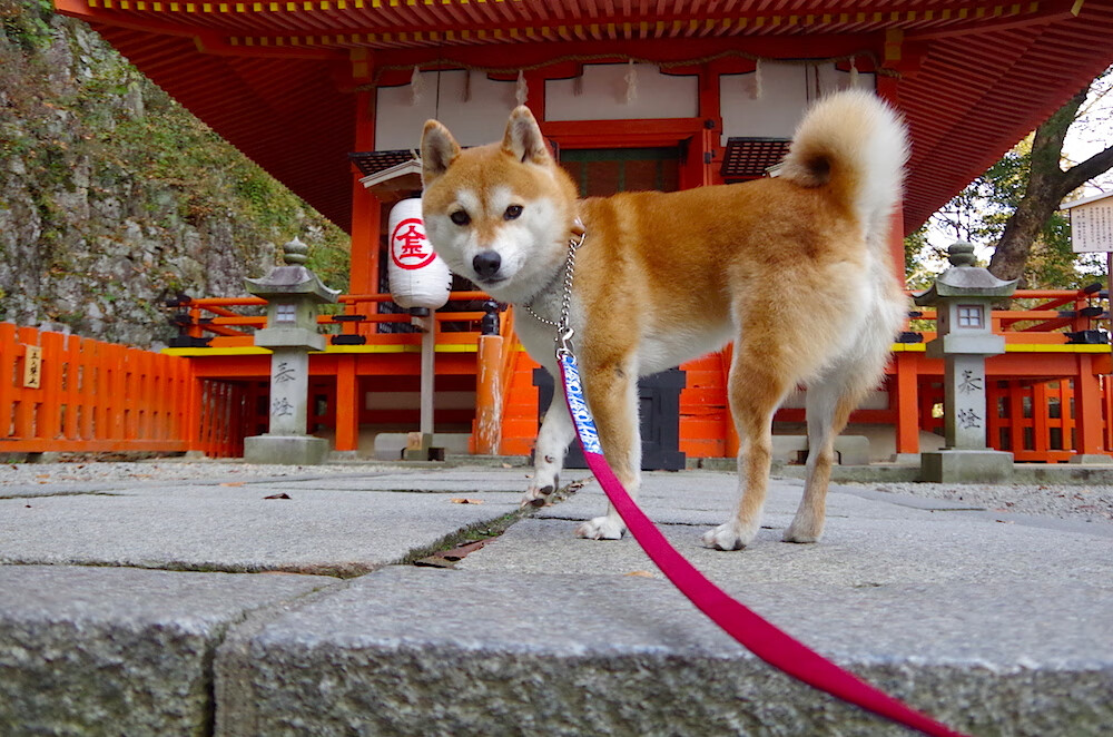 山脉与峡湾的对决,智利加时鏖战挪威,奥斯梅恩里程碑之夜