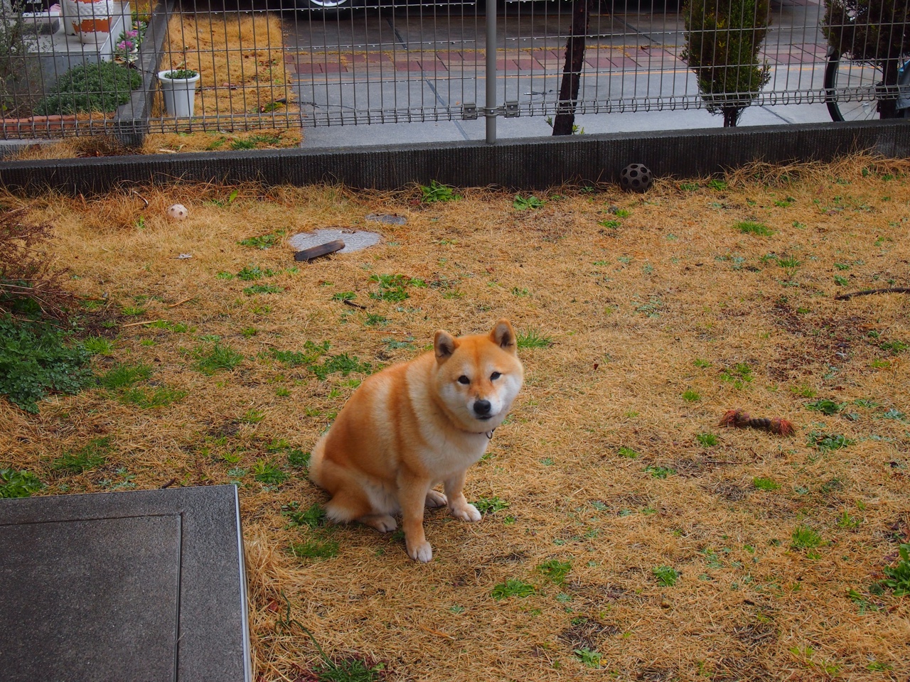 牛角刺穿高原神话,当盐湖城在芝加哥铁蹄下化为乌有时,沉默的切特如何逆风点燃雷霆?