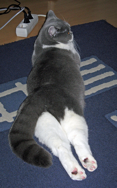 灵魂指挥家,东决关键夜,德布劳内的交响乐