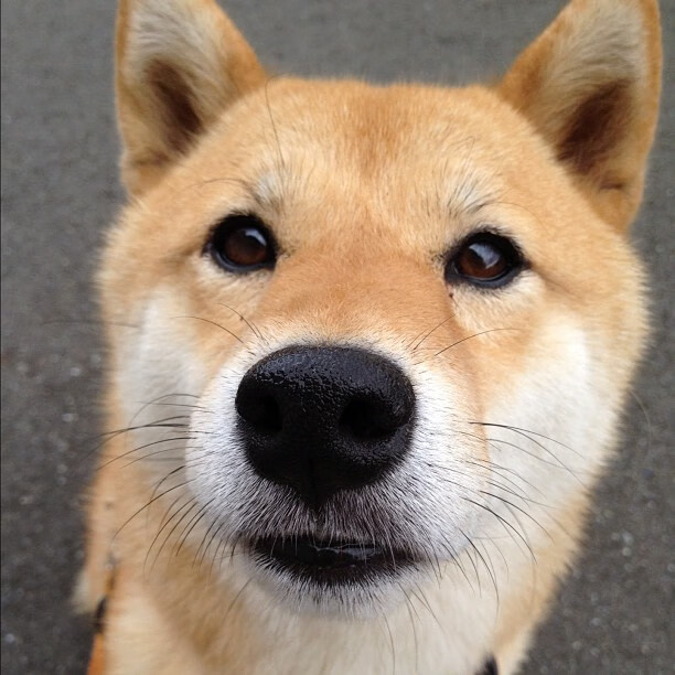 巴雷拉一锤定音,日本铁壁令阿森纳季前赛遭遇意外重击