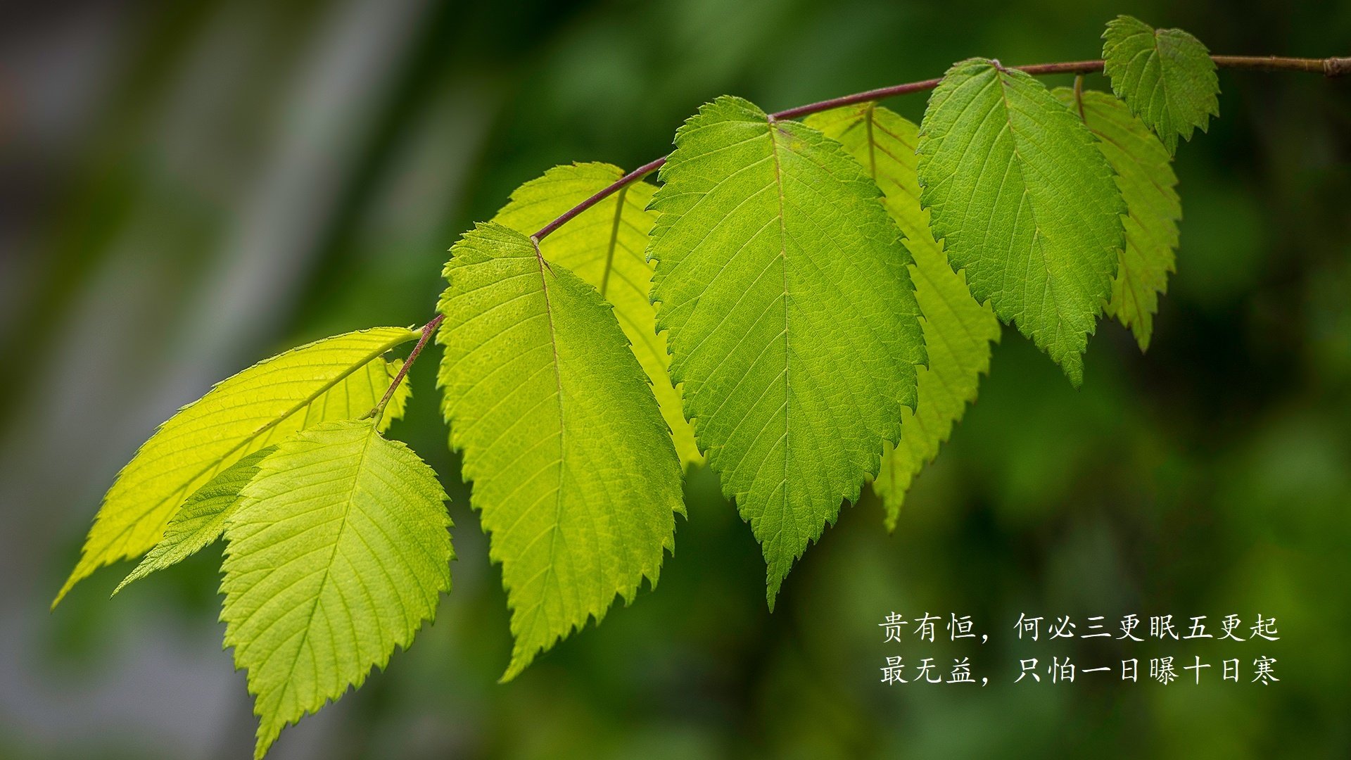 暹罗风暴席卷沙漠,2026世界杯E组焦点战,泰国完胜加纳,C罗以上帝模式撰写不老传奇